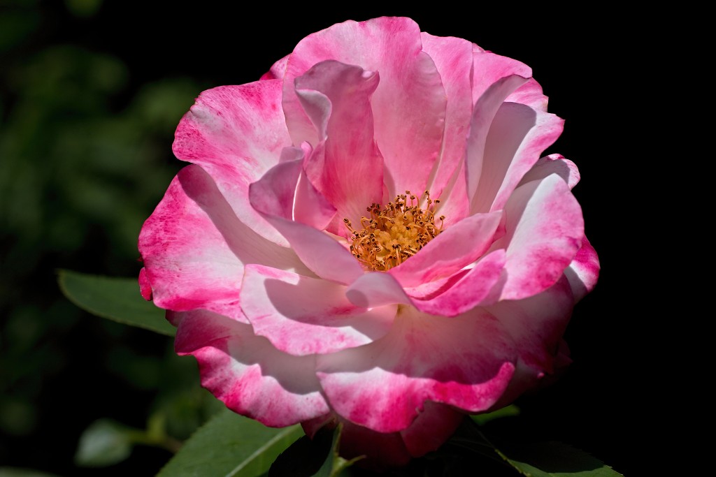 rozen roos rosa hdr natuur bloem bloemen cultivars cultivar rosaceae tuin rozentuin valentijn liefde